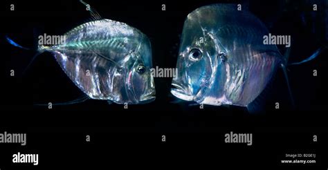 vomer fish|Lookdown .